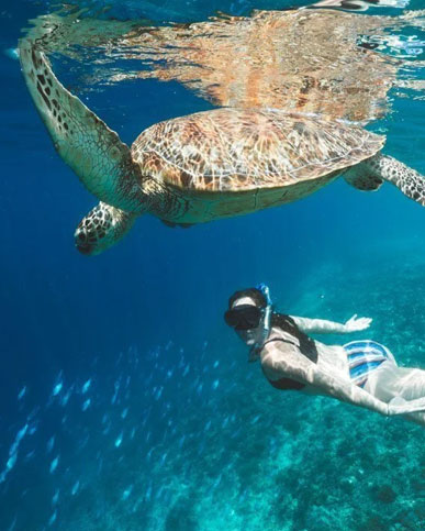 Gili Island<br />Snorkeling Boat Trip